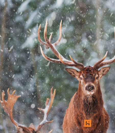 Maestoso cervo sotto la neve, simbolo di forza e serenità invernale.