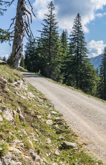 Ciclista esplora sentiero montano, tra pini e maestose vette.