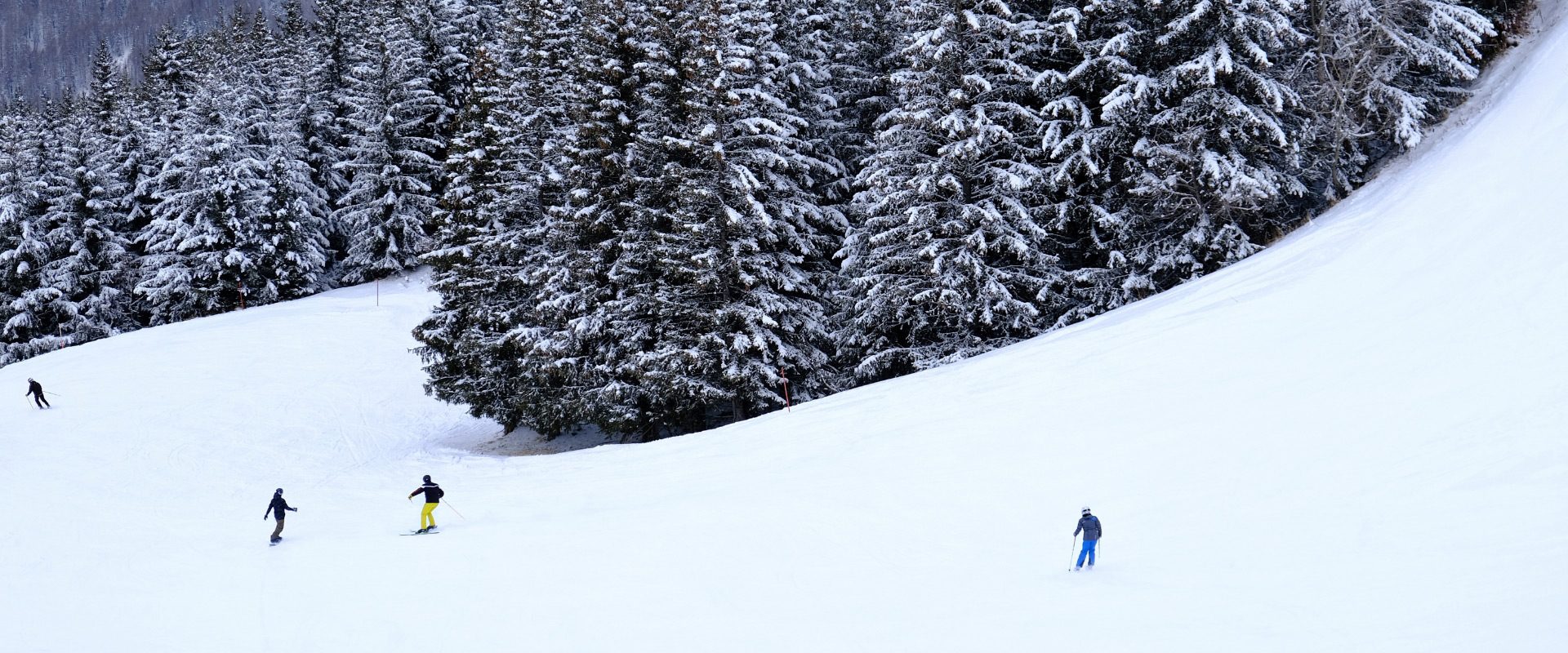 Sciatori su una pista innevata circondata da alberi coperti di neve.