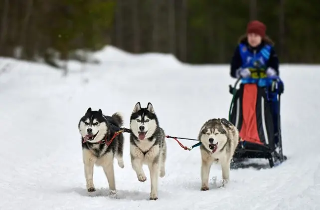 husky_village_inverno_bormio